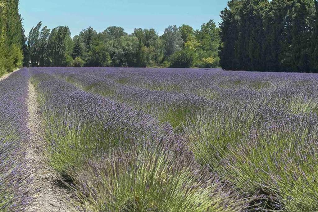 La Provencale Lejlighed Saint-Saturnin-lès-Avignon Eksteriør billede